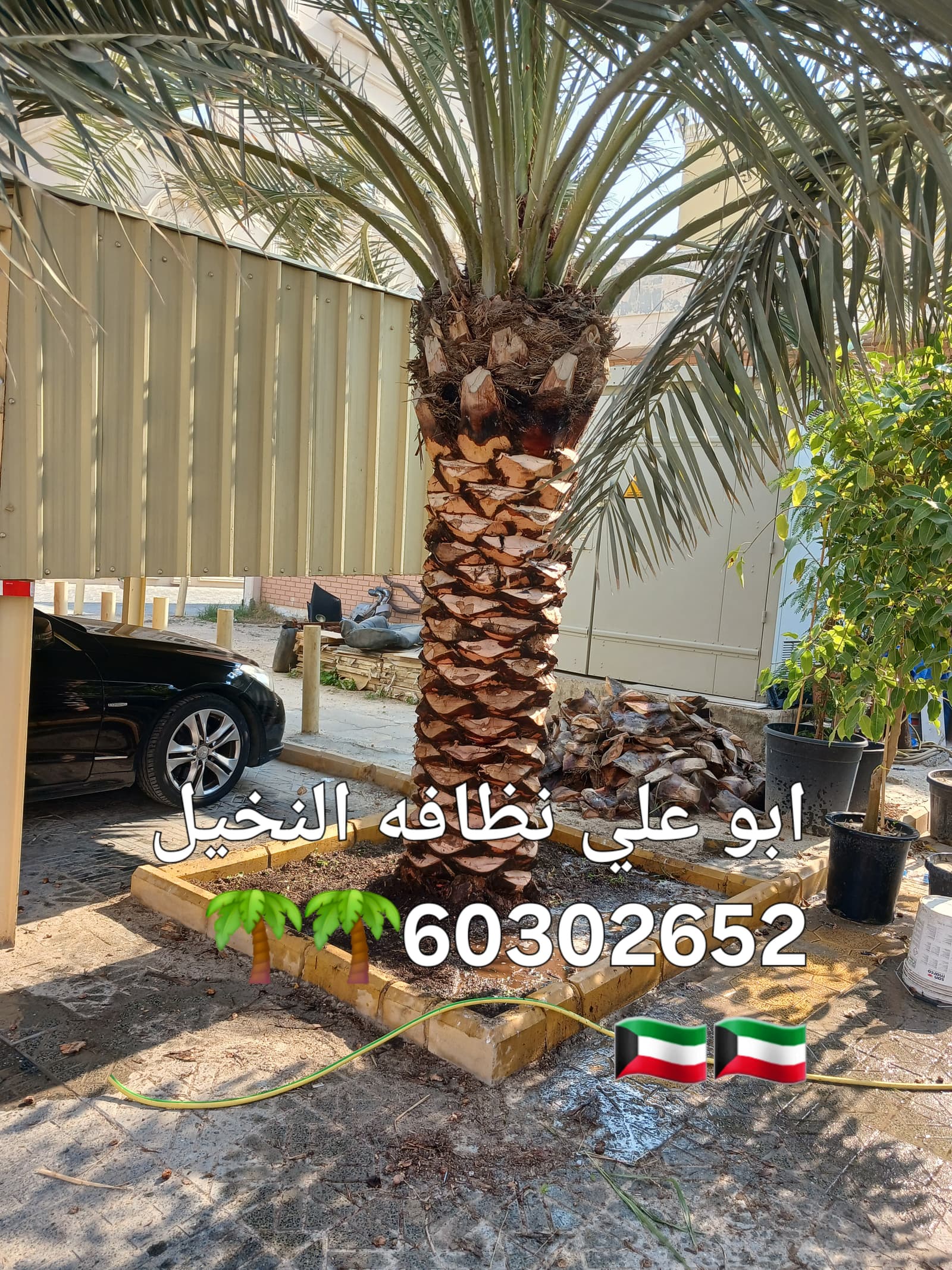 ابو علي نظافه النخيل جميع قص الاشجار اسعار مغريه🇰🇼🇰🇼🌴🌴