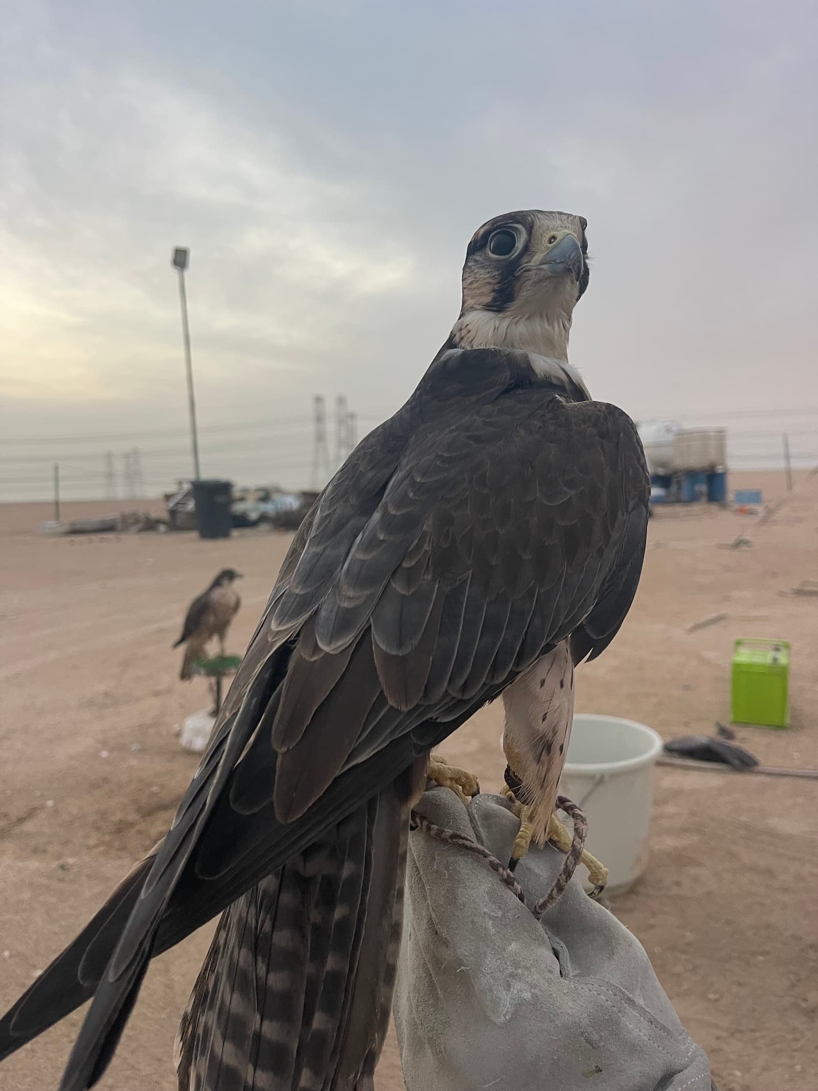 وكري