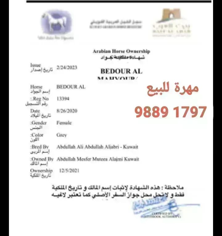مهرة للبيع
