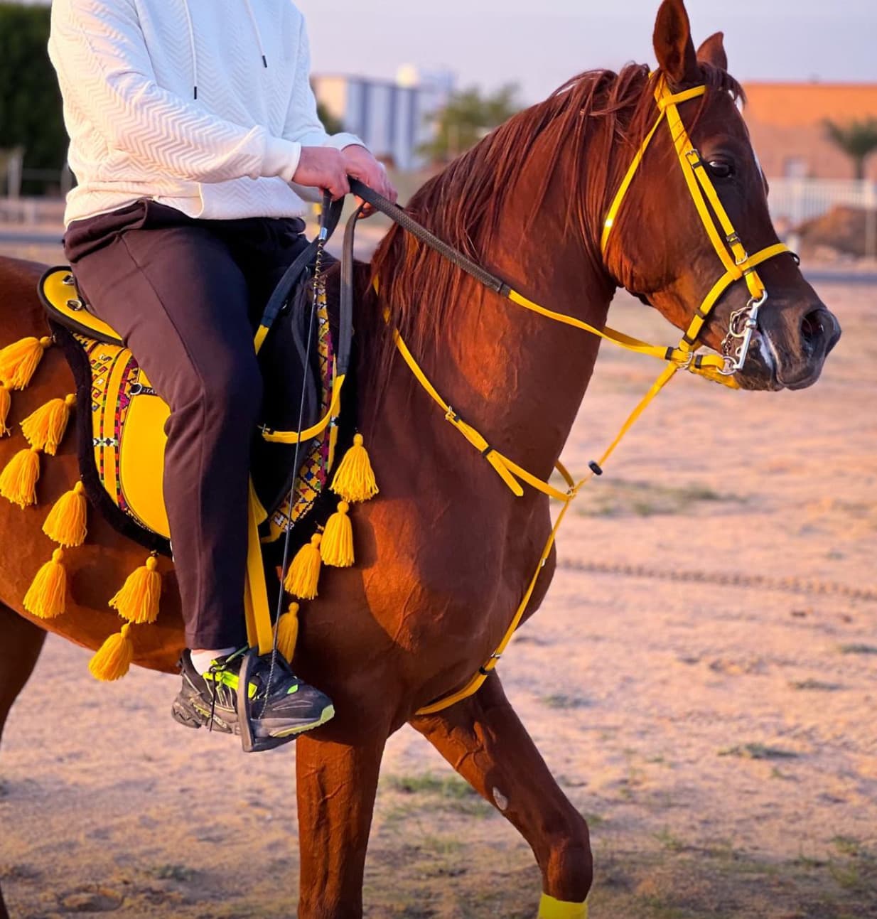 حصان بوليش للبيع