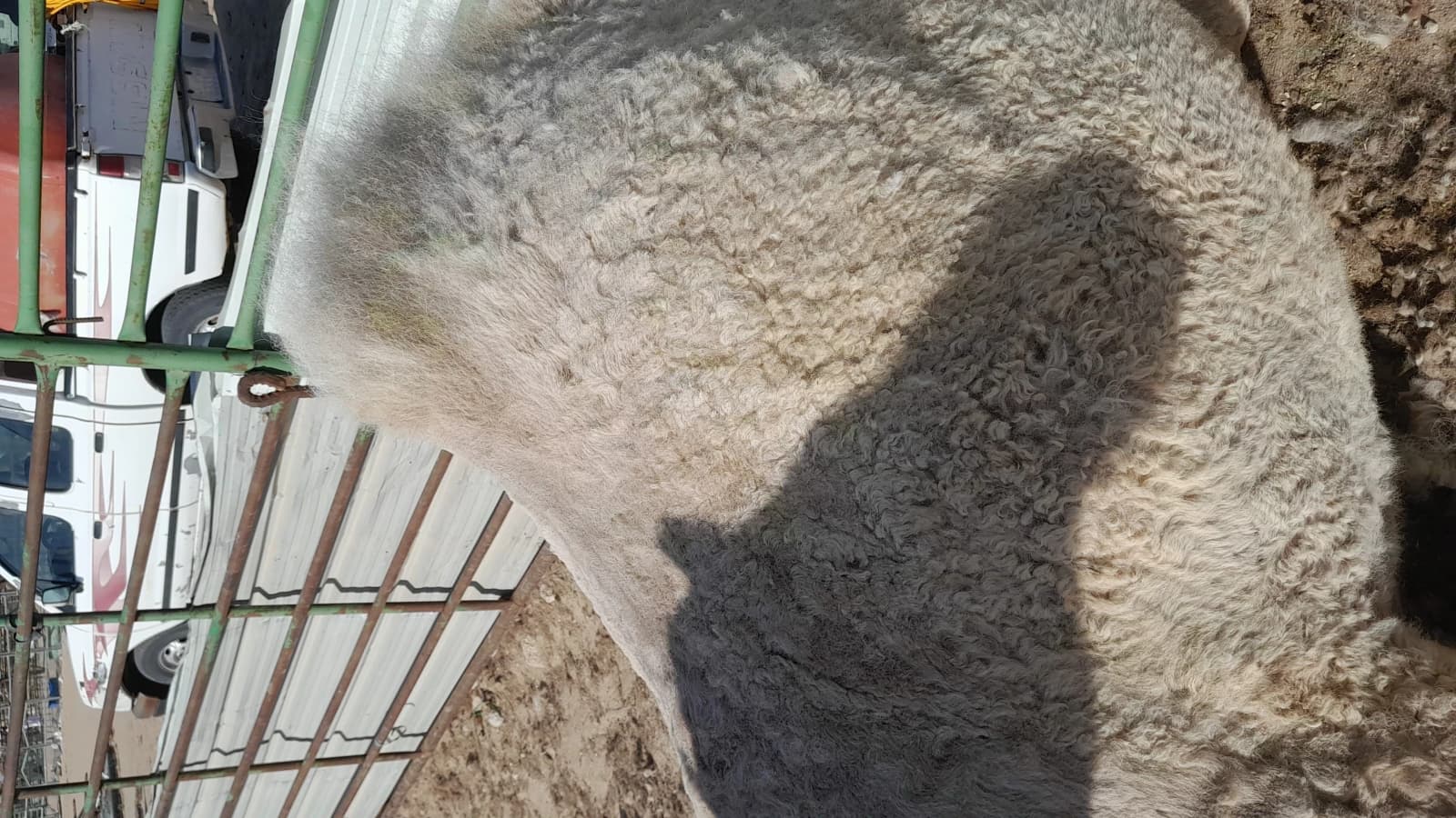 حلاقه وغسيل ابل