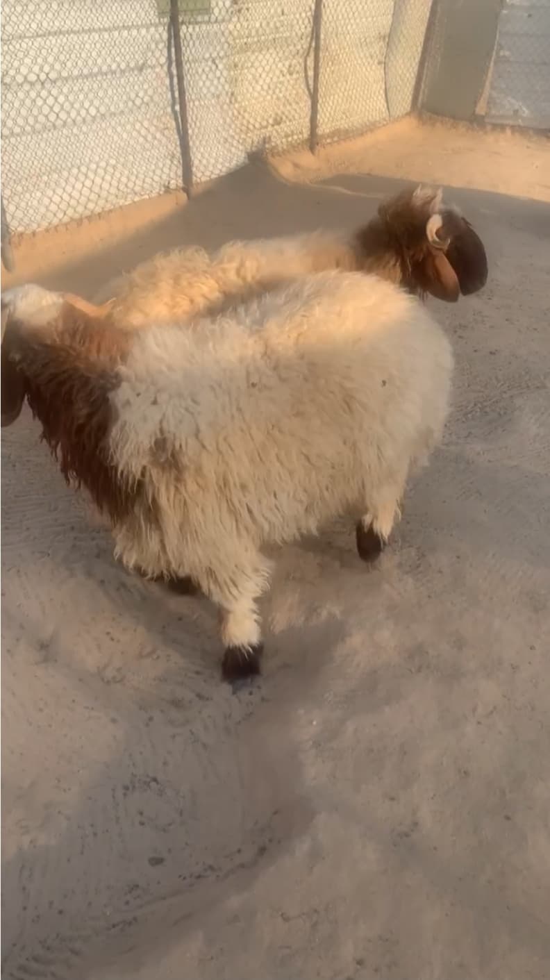 3خرفان تمايم+كرامات+هدو