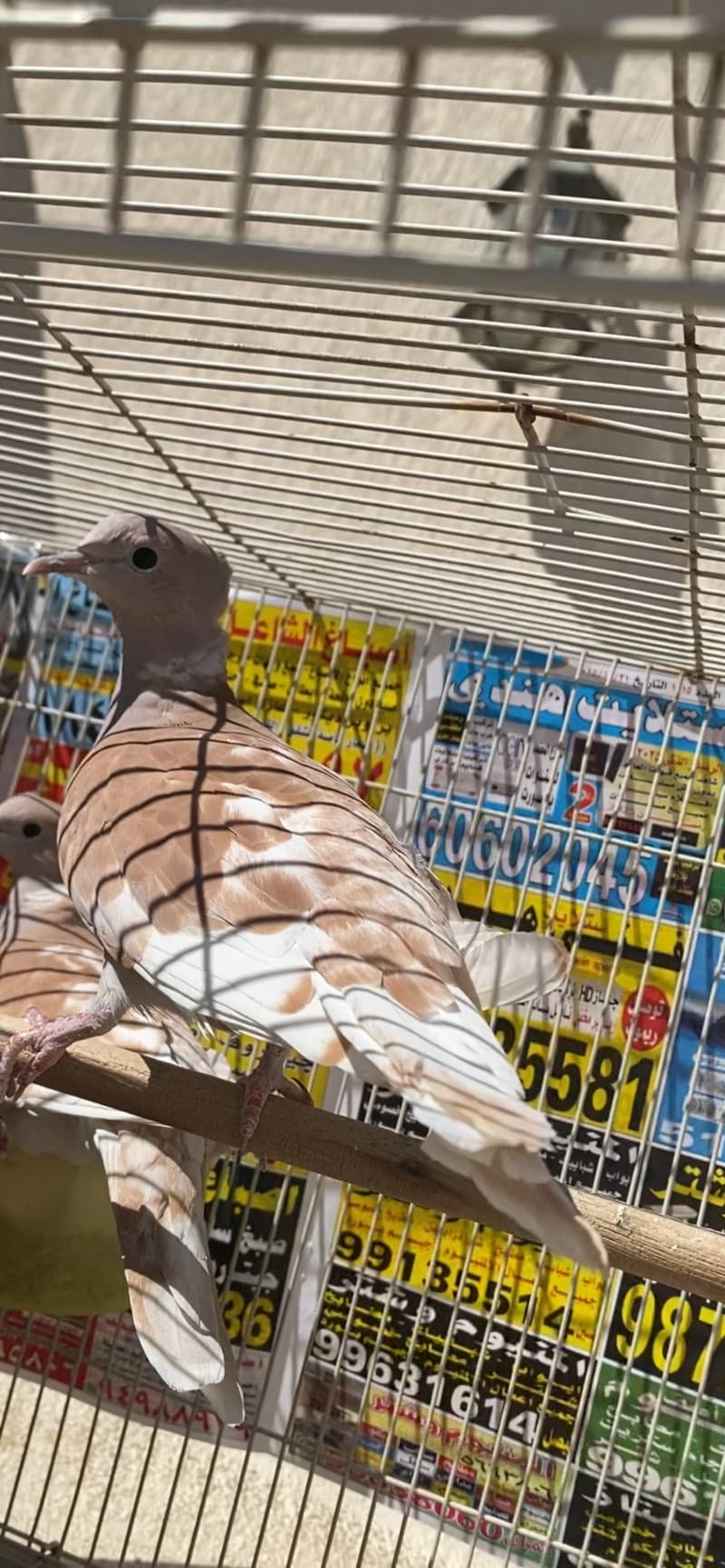 للبيع حمام ياكريم