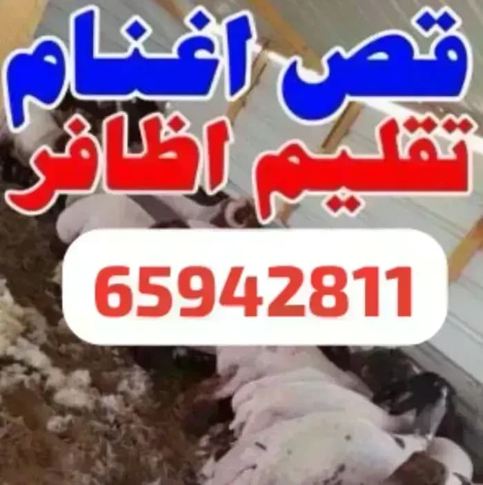 قص اغانم قص صوف و تقلم اظافر شوغول نضيف مكيناه نوفا ليستار بنجالي امير التسل ٦٥٩٤٢٨١١