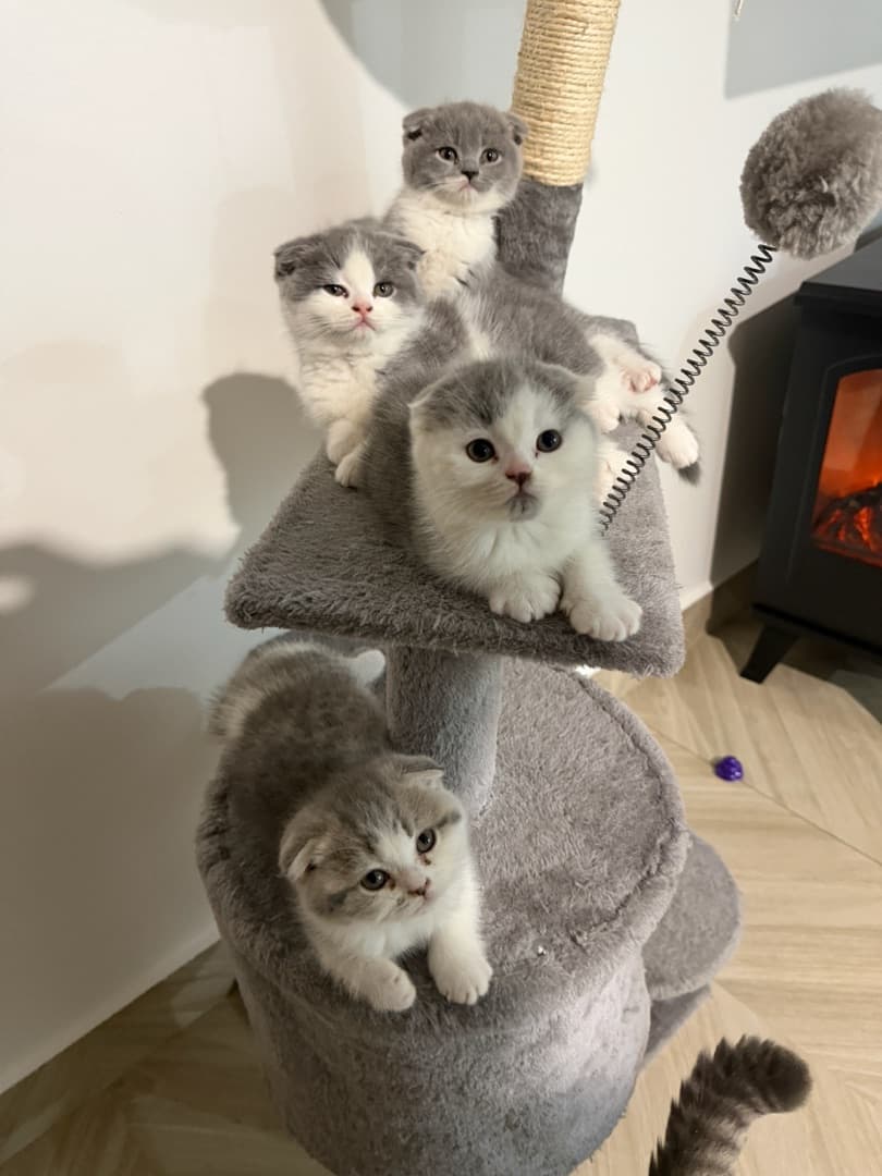 Scottish triple fold kitten for sale