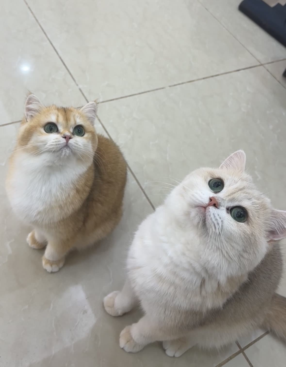 برتش شورت هير بيور