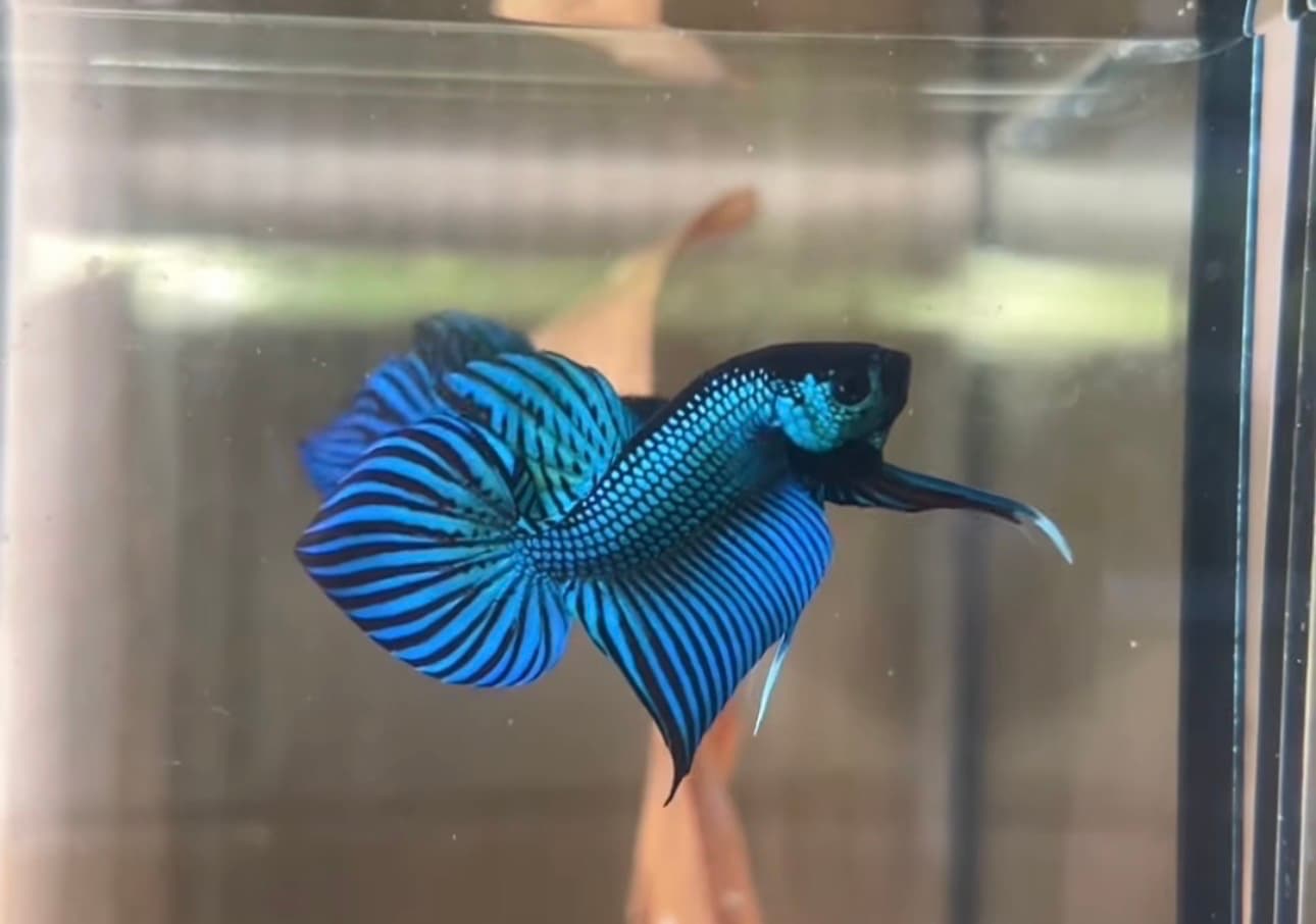 Betta fish