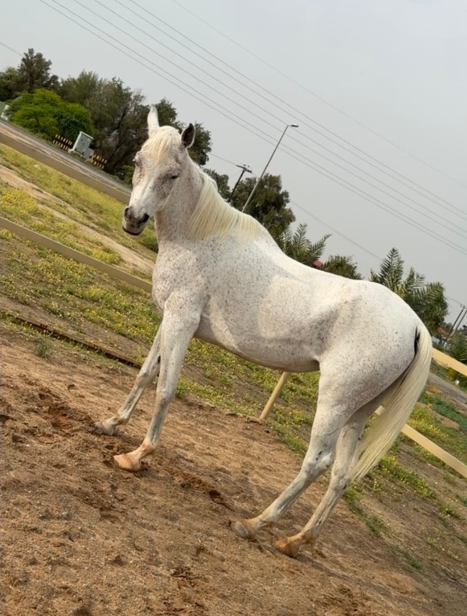 مزارعة الوافر
